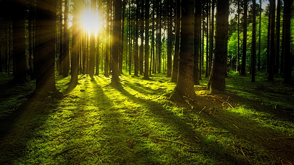Skog, ljus mellan träd i skogen, miljöfrågor, miljöfrågan, miljökrisen