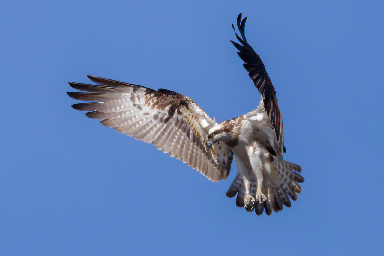 Fiskgjuse. (Foto: Åsa Blücker.)