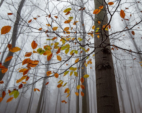 Höstträd. Foto: Roman Solar / Pixabay.com.