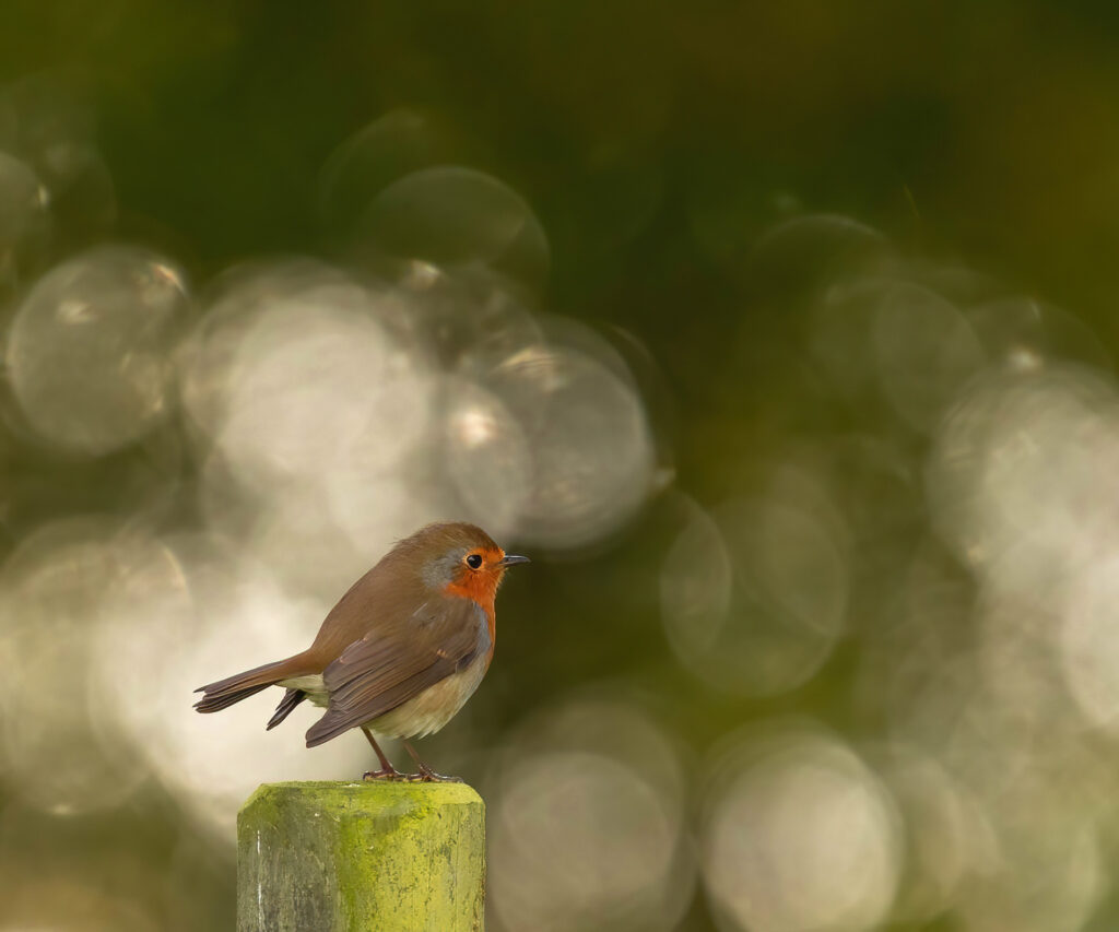 Rödhake. (Foto: Åsa Blücker)