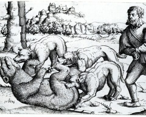 Björnjakt, teckning av Augustin Hirschvogel. (Foto: Wikipedia)