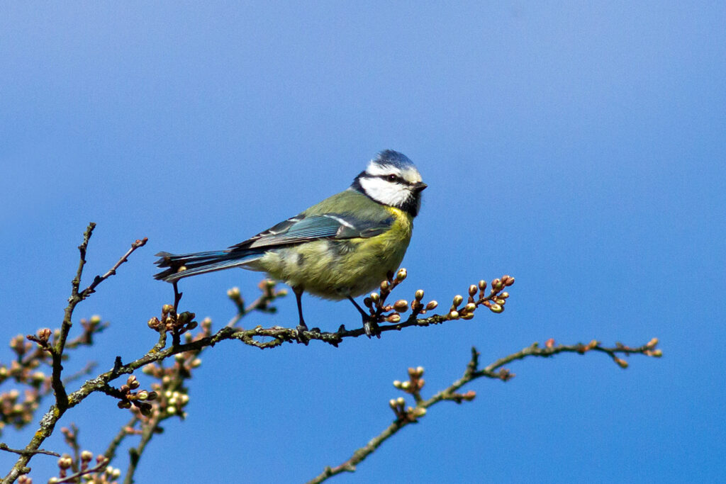 "Herre på täppan." Blåmes. (Foto: Fredrik Svensson)