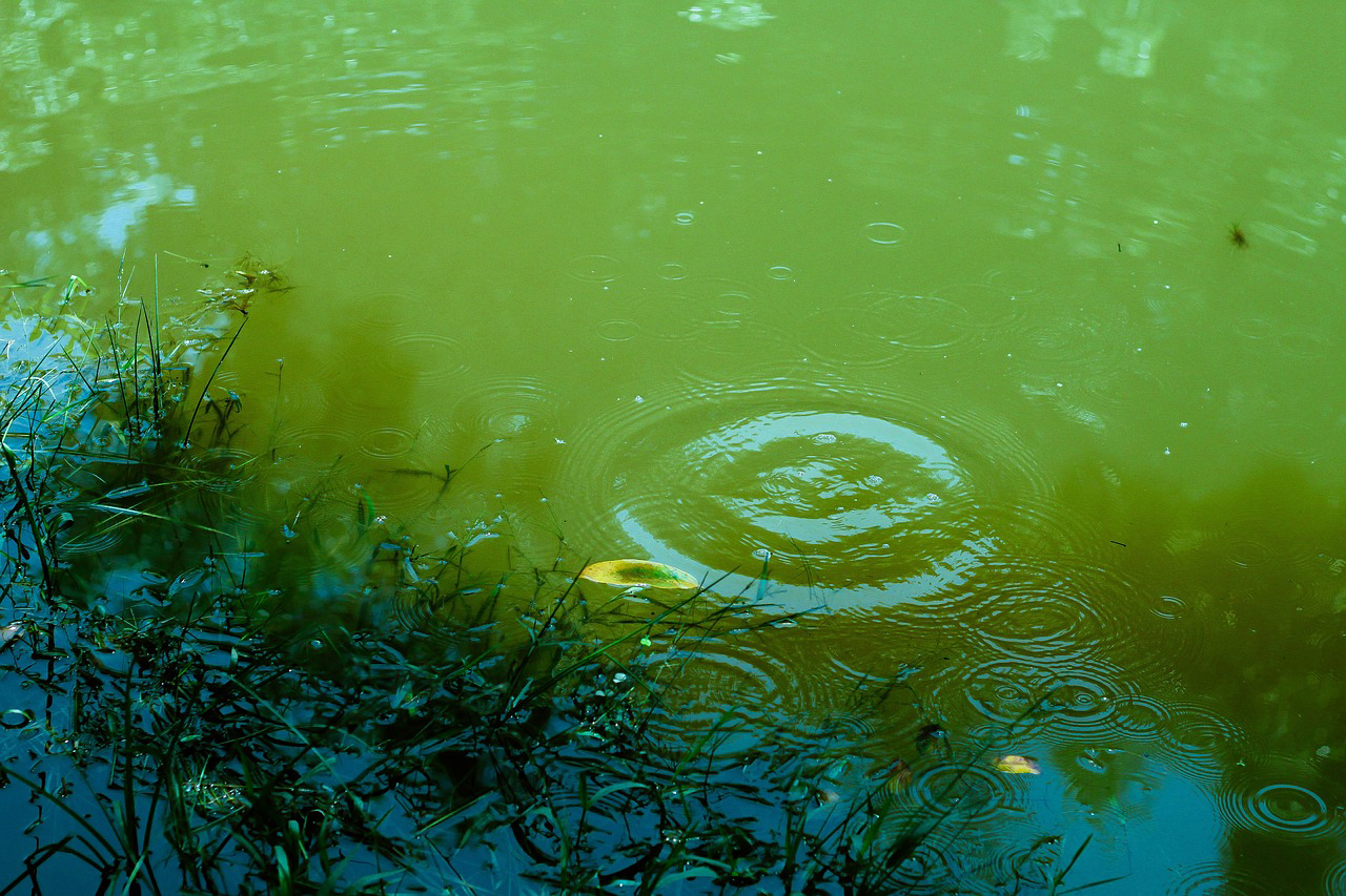 vatten, grön färg, ringar på vattnet