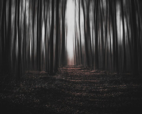 skog, mörker, höst,