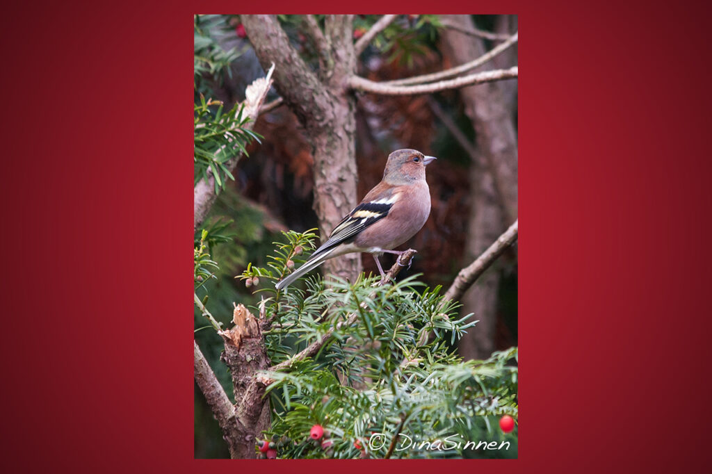 onitologi, fåglar, fågelskådning,