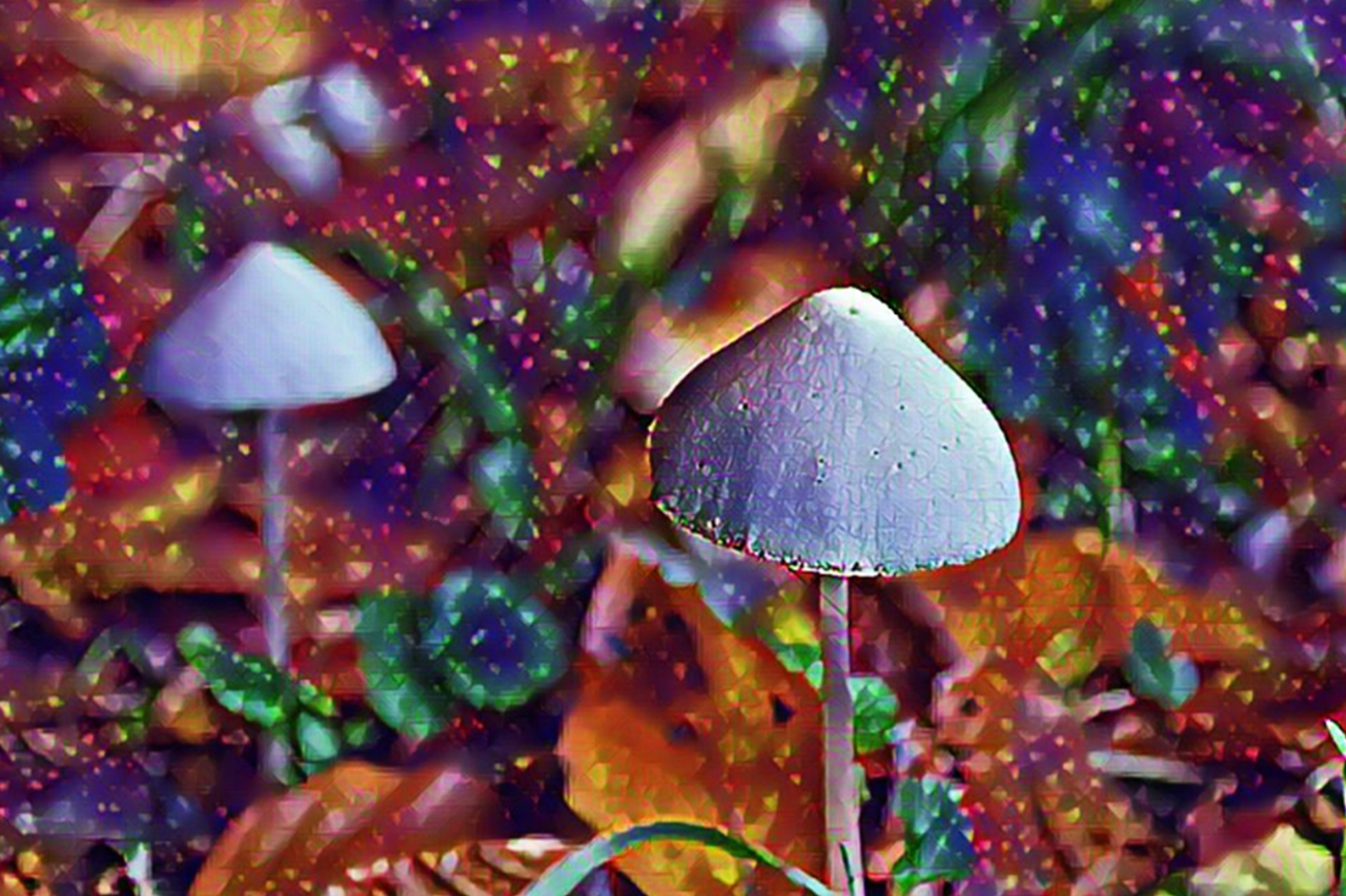 psilocybin, magiska svampar, psykedeliska mediciner, psykologi,