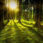 SKOGSBRUKET. Kerstin Malm, fil doktor i etologi och Misha Istratov, ordförende för stiftelsen Artkrisen ställer sig djupt kritiska till det nuvarande svenska skogsbruket. De anser att existentiella värden står på spel. skogsbruket, ekologi, klimatfrågan, klimatet, djurlivet, ekologisk mångfald, existentiellt,