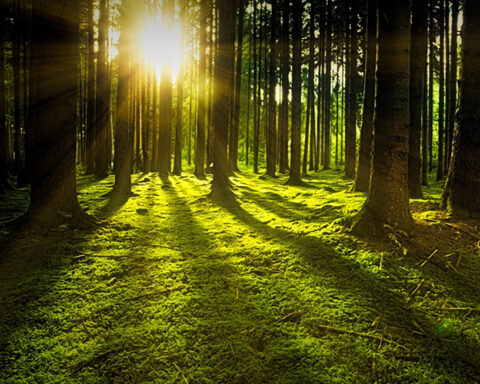 SKOGSBRUKET. Kerstin Malm, fil doktor i etologi och Misha Istratov, ordförende för stiftelsen Artkrisen ställer sig djupt kritiska till det nuvarande svenska skogsbruket. De anser att existentiella värden står på spel. skogsbruket, ekologi, klimatfrågan, klimatet, djurlivet, ekologisk mångfald, existentiellt,