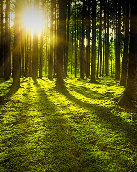 SKOGSBRUKET. Kerstin Malm, fil doktor i etologi och Misha Istratov, ordförende för stiftelsen Artkrisen ställer sig djupt kritiska till det nuvarande svenska skogsbruket. De anser att existentiella värden står på spel. skogsbruket, ekologi, klimatfrågan, klimatet, djurlivet, ekologisk mångfald, existentiellt,