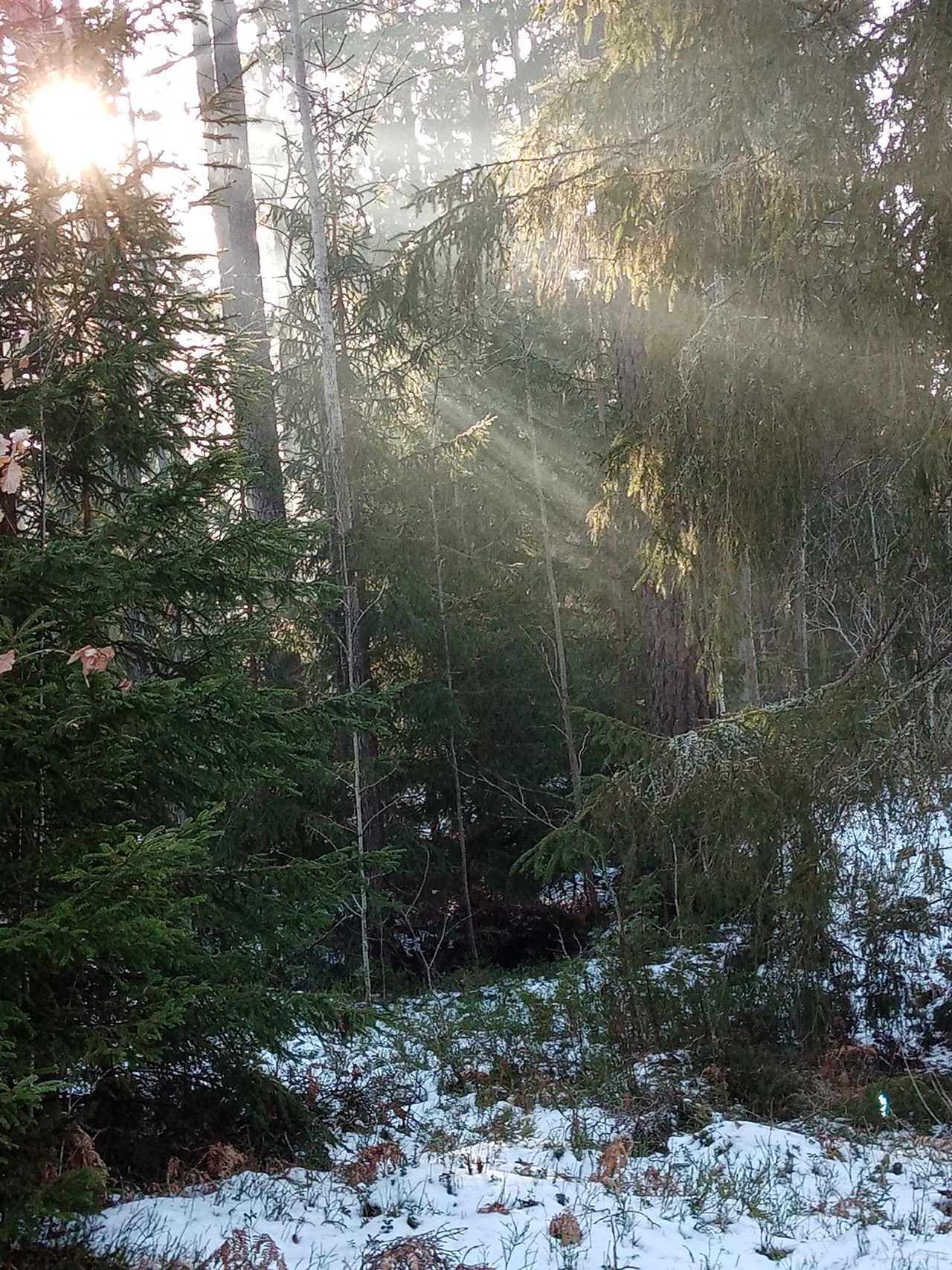 DET KROSSANDE. Adam Svedlund har skrivit en essä som utgår från en personlig erfarenhet av landskapets förändring och diskuterar beständighet, konservatismens filosofiska hållning och vår tids instrumentella syn på världen.