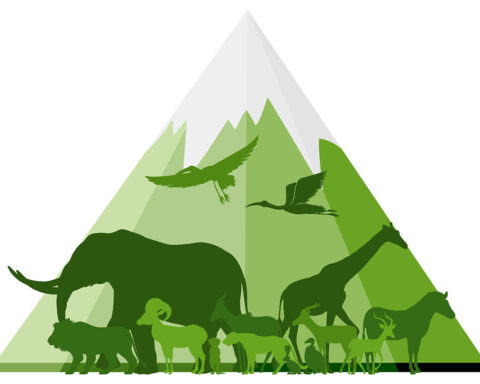 RÄTTIGHETER. ”För att en respektfull och icke-antropocentrisk världsbild ska kunna bli en realitet måste synen på andra arter förändras och vi behöver erkänna deras egenvärde oavsett nyttan för människan.” Det skriver Kerstin Malm, fil doktor i etologi.